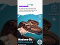 Adotta Madame Bis