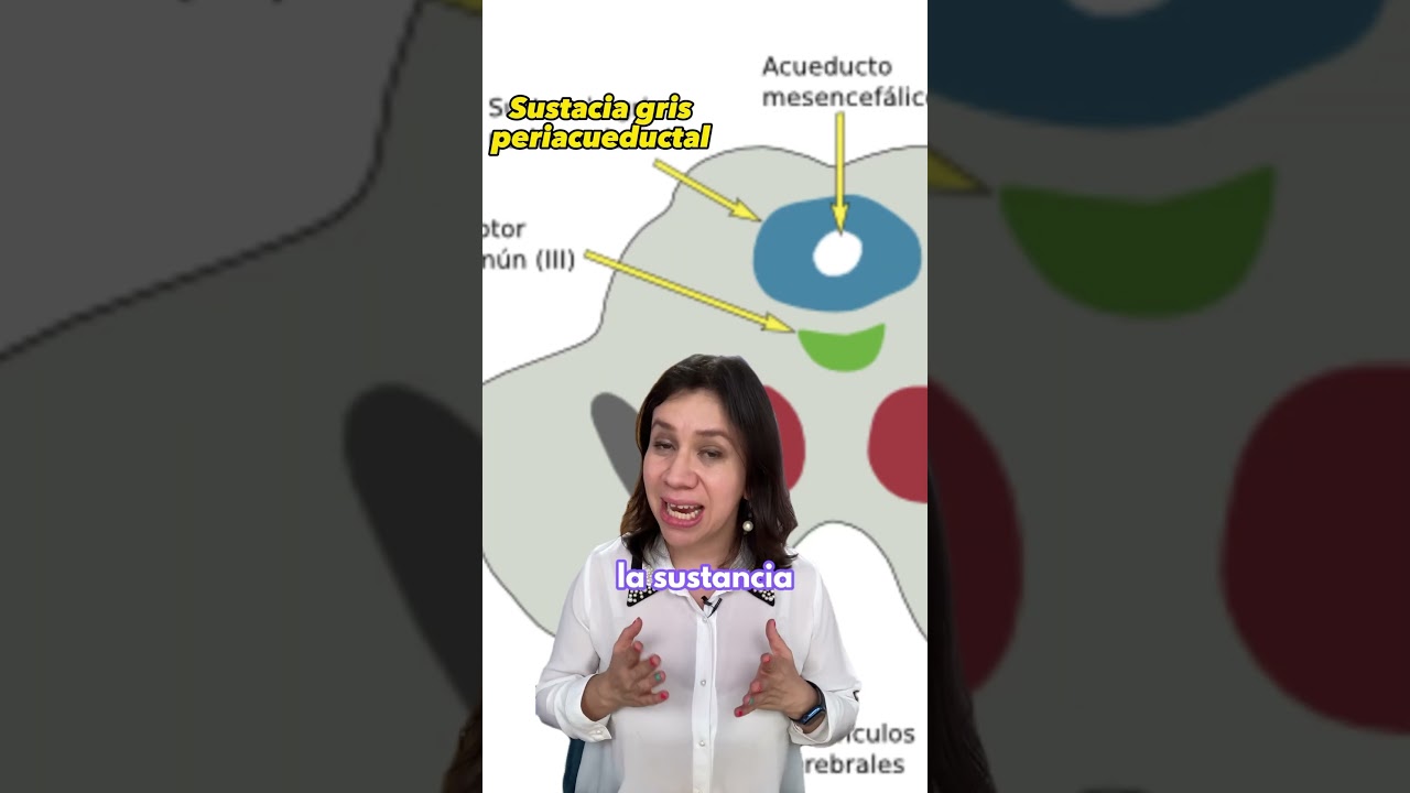 Cuando tengo una crisis de ansiedad ME DA MIEDO… ¿Qué pasa en mi cerebro?