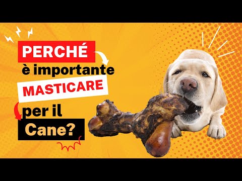 Video: 3 benefici del cane mastica