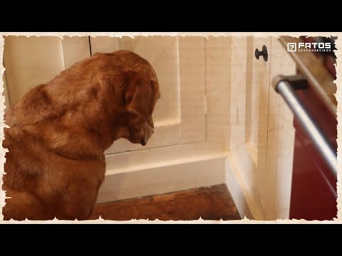 Vídeo: O que os cães farejam no penico?