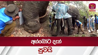 අග්බෝට දැන් සුවයි|AGBO ELEPHANT| Rupavahini News