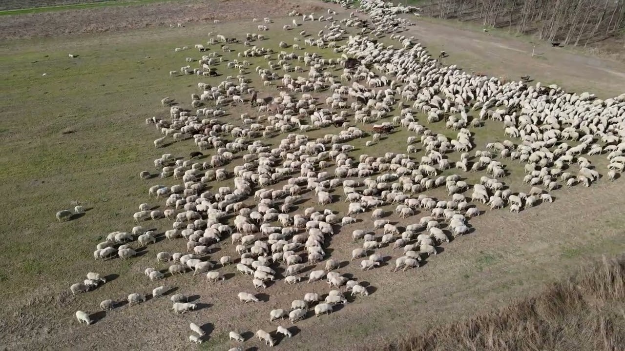 Un gregge in pianura