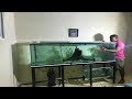 cómo volver tu acuario un criadero de peces