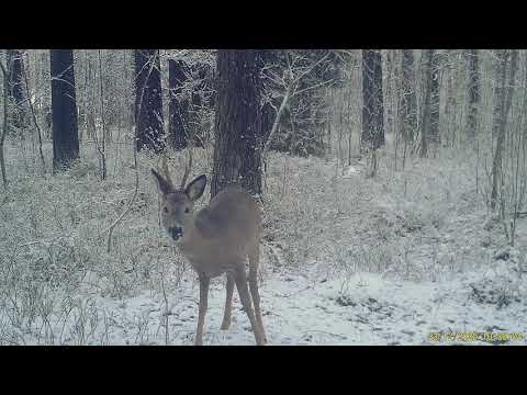 Video: Erinevus Isase Ja Emase Sääse Vahel