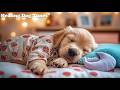 Dog Sleep Music 💤 Dog Calming Music 🎧 Relaxing Dog Music Bringing Soft Harmony To Relax Pets