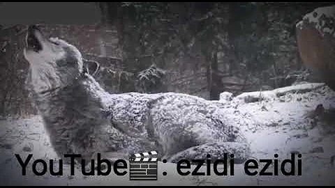 حالة الذئب بصوت واتس اب