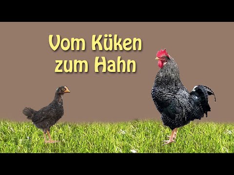 Video: Unterschied Zwischen Huhn Und Henne Und Hünchen Und Hahn Und Hahn Und Hahn Und Kapaun