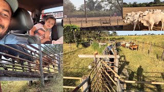 EMBARCAMOS OS GARROTES PARA NOVA MORADIA/FAZEMOS MANEJO COM OS BEZERROS 🧑🏽‍🌾🚚🐂🙌🏽