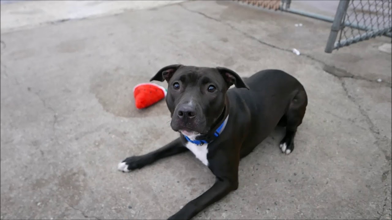 Magnolia - A1122886 - Brooklyn ACC camera iphone 8 plus apk