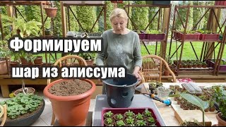 Формируем шар из алиссума