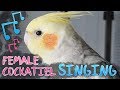 My female cockatiel singing again