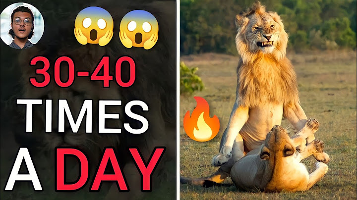 Why do female lions bite male lions in the balls