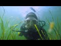 Ett hav av liv - en film om biologisk mångfald i havet