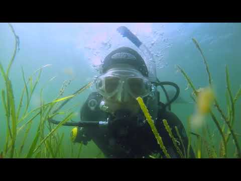 Ett hav av liv - en film om biologisk mångfald i havet