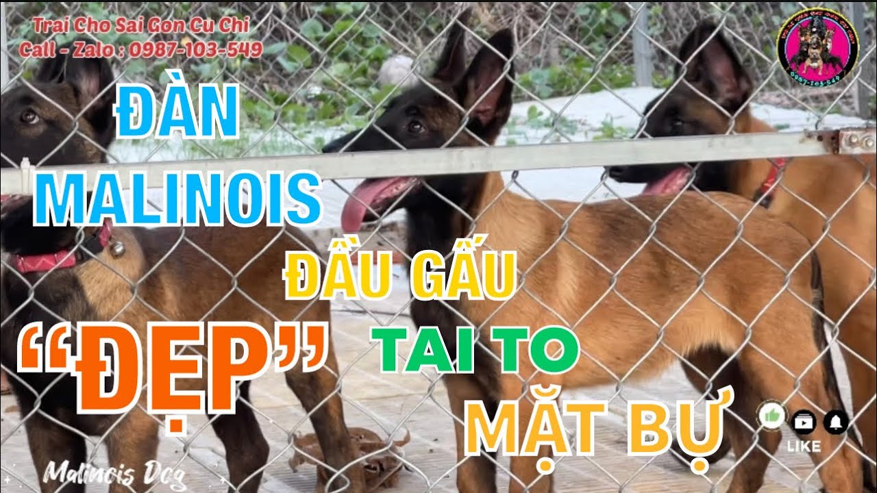 Trại Chó Béc Giê Bỉ Sài Gòn Xuất Đàn Chó Malinois Đầu Gấu Tai To Mặt Bự ...