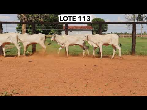 LOTE 113