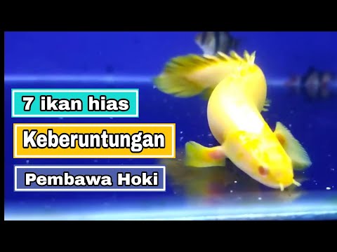 Video: Apakah ikan louhan beruntung?