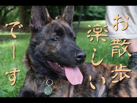 甲斐犬が散歩デビューして間もない頃=!【甲斐犬・柴犬】
