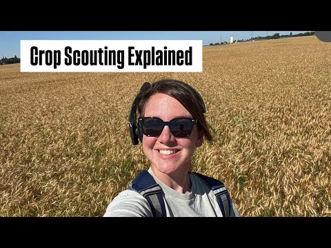 What Crop Scouts Actually Do All Year