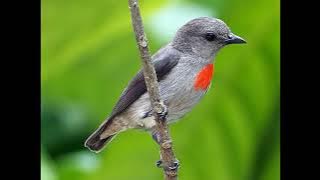 Flowerpeckers