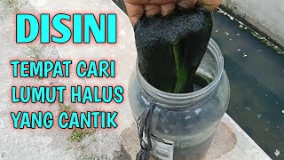 Lapak lumut bagus!!Tips agar lumut tahan lama