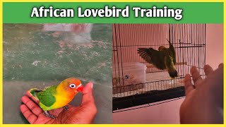 How to Tame and Train African Lovebirds from Chick in Tamil? லவ் போர்ட்ஸ் வளர்ப்பது எப்படி?