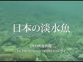 『日本の淡水魚』トレーラー・本編 ver.