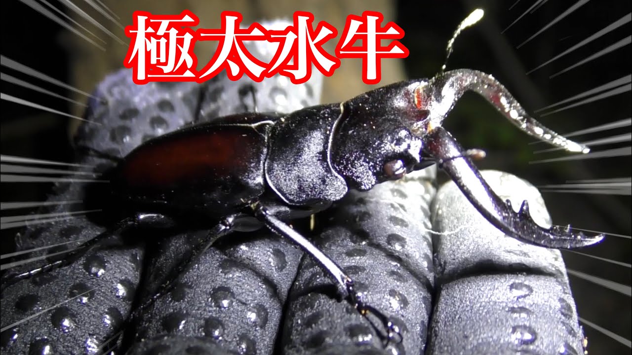 緊急！グラントシロカブト2ペア、ノコギリクワガタ（水牛型）20匹以上 