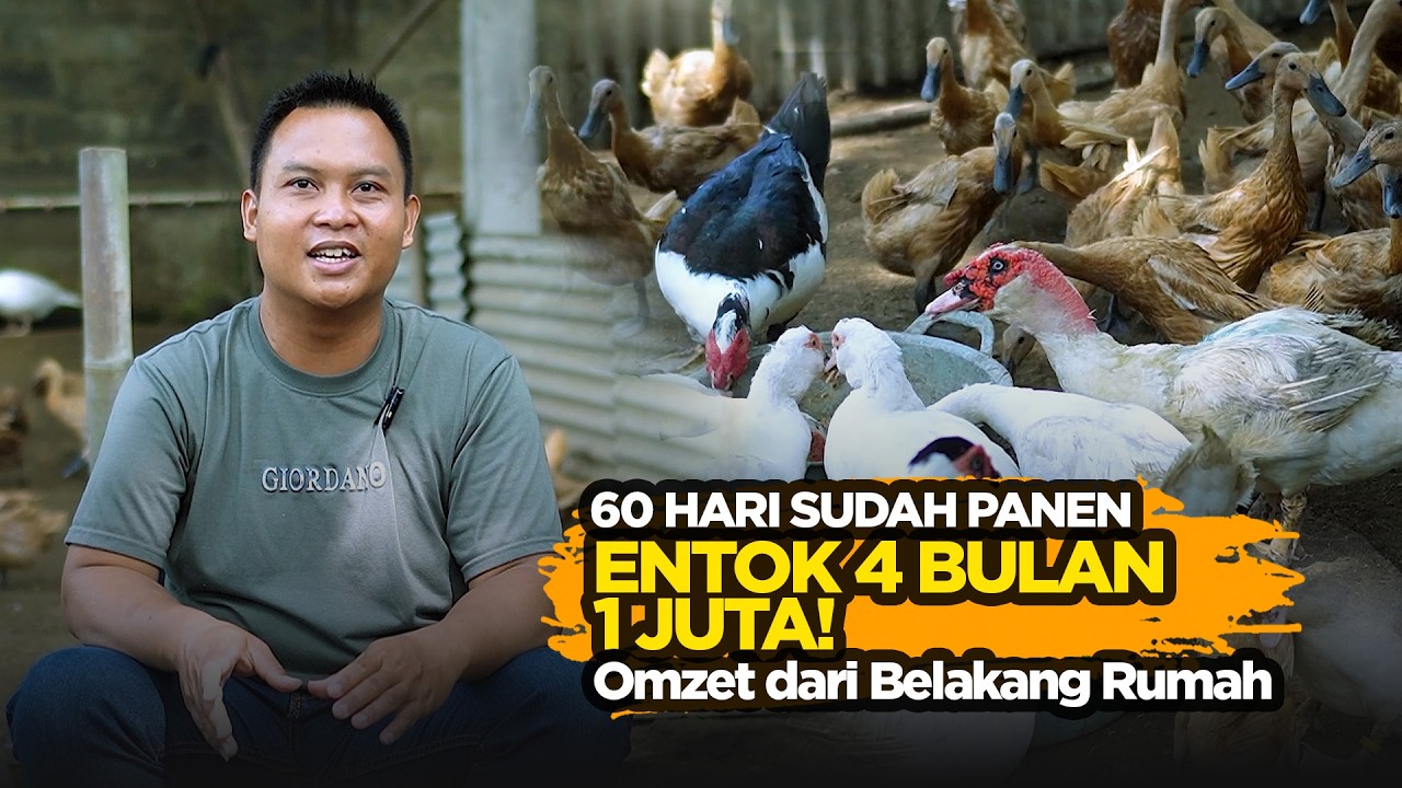 Entok 4 Bulan Laku 1 Juta! Usaha Sampingan Security