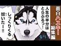 おバカすぎる！ハスキーの珍行動 シーズン1 総集編 【世界の終わりに柴犬と切り抜き / アニメ / 漫画】