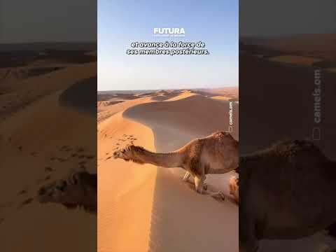 La technique insolite du dromadaire pour grimper les dunes ! 🐪