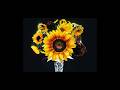 【MV】Esteban - 向日葵の季節