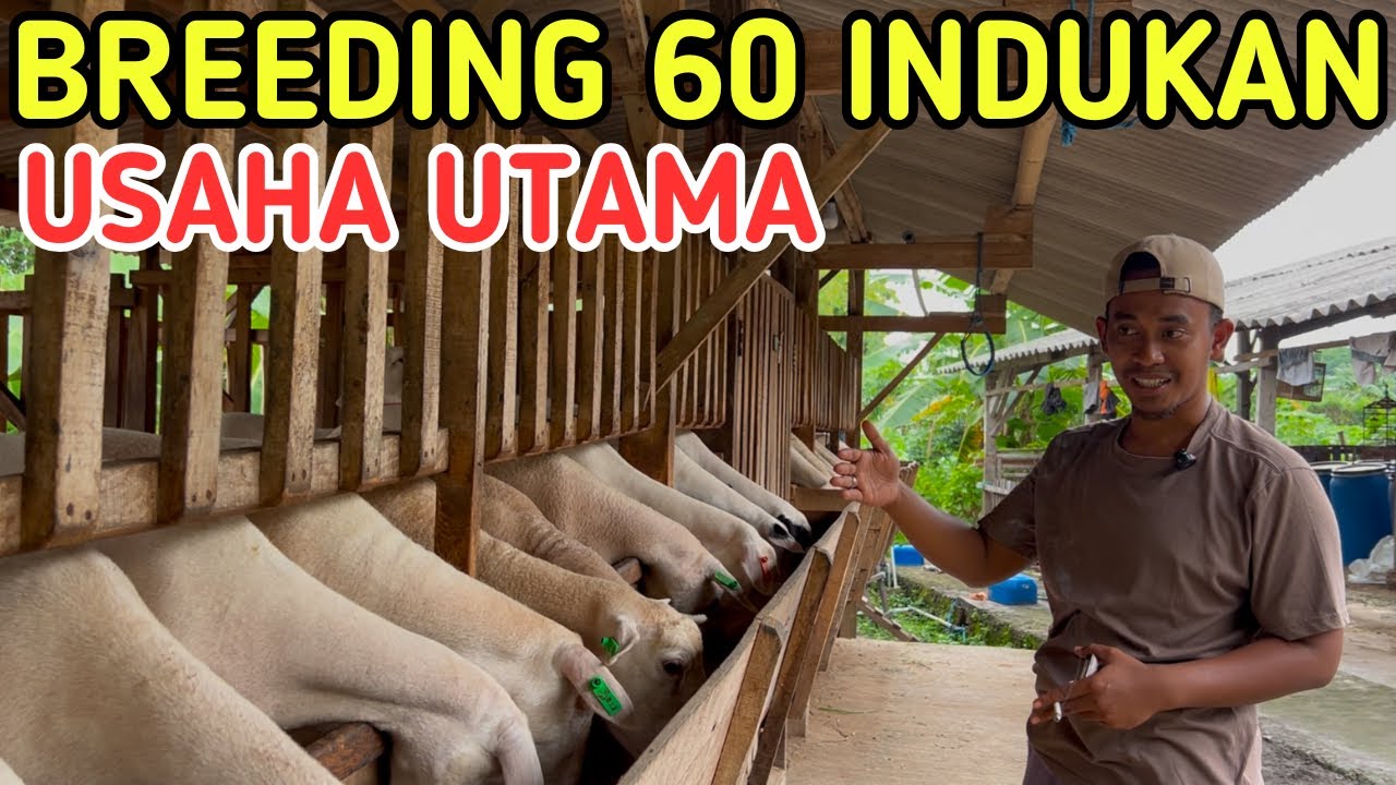 60 INDUKAN BISA JADI USAHA UTAMA PELIHARA KAMBING NYAMAN DAN MENGHASILKAN