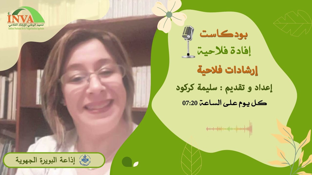 زراعة الحمص | Culture de pois chiche