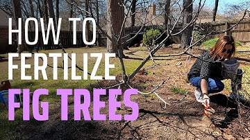 To Feed or Not to Feed? Fertilizing In-Ground and Potted Fig Trees