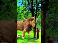 VFX ANIMALS VIDEO UNDER THE GHUSHANE WALA🦁🐮 friend, your hero has disappeared #youtube #shorts #vfx