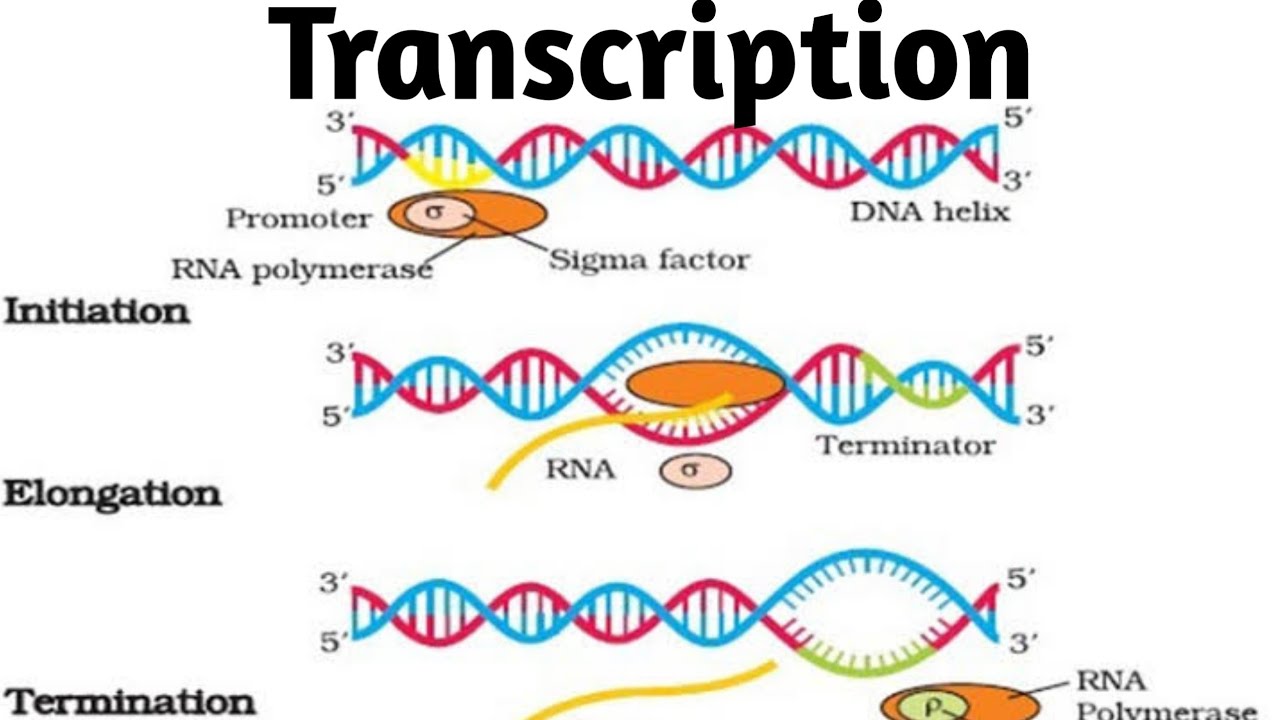 Создание транскрипции. Транскрипция РНК схема. Синтез ДНК схема. Транскрипция ДНК. Схема процесса транскрипции.