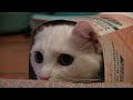 Funny Cat Moments | Daisy And The Broom Wrapper