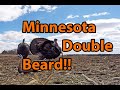 Minnesota Turkey Hunting | Angry Gobbler Charges Decoys