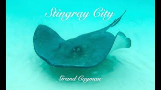 Stingray City, Grand Cayman