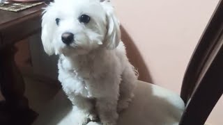 girl or boy? who did you choose? - Moments from the life of a cute Maltese dog