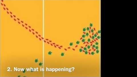 Bell Ringer: Trace Fossils