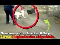 German shepherd attacks the wrong dog (American Bulldog) and pays the price!!!