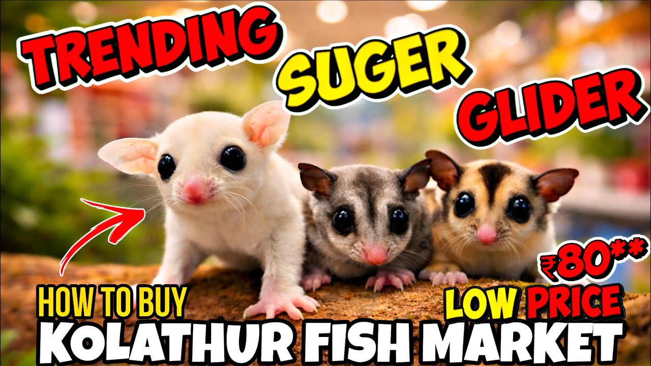 Sugar Glider Complete Care Guide πΏοΈ | Food, Cage, details π₯ - YouTube