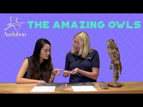 the-amazing-owls-|-ep-2-|-pellet-dissection