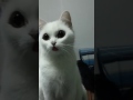 Cat with make up の動画、YouTube動画。