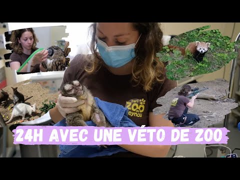 Vidéo: La vie d'un vétérinaire de zoo