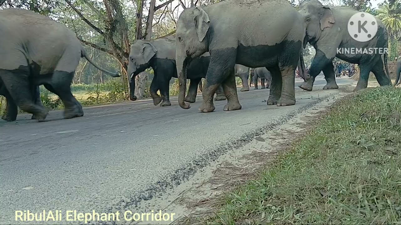 Aaj ke HAATHIYON ka amazing road crossing moment🫡😱 @RibulAli-Elephant-Corridor 