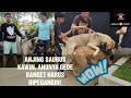 TURKISH KANGAL, ANJING SAURUS LUCKY HAKIM KAWIN MUSTI DIPEGANGIN!