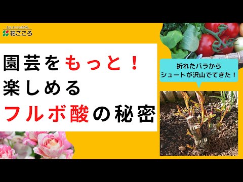 【園芸を楽しむ】フルボ酸って何？【秘密】